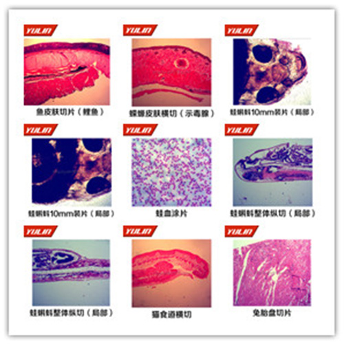 湖北脊索动物门鱼纲类切片