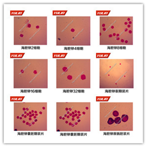 湖北棘皮动物门生物切片