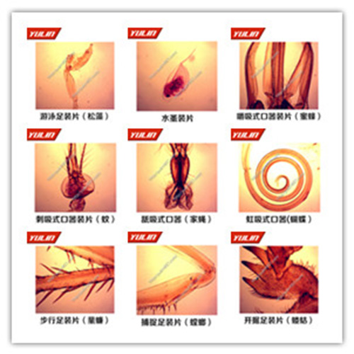 湖北节肢动物门生物玻片