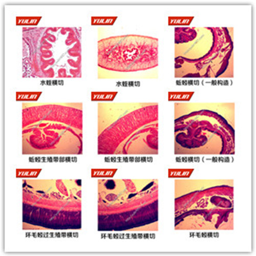 湖北环节软体动物门生物玻片