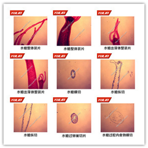 湖北多孔腔肠扁形动物门生物玻片