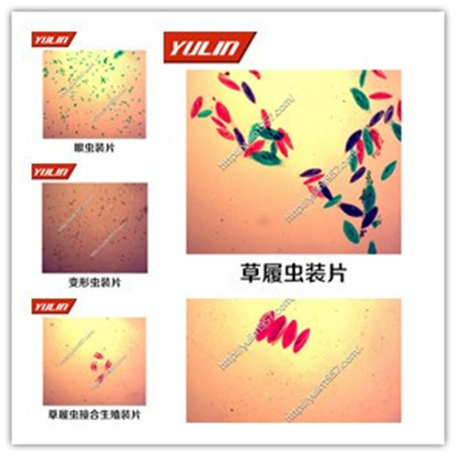 湖北动物生物学原生动物门玻片