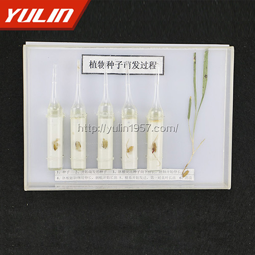 湖北种子萌发标本