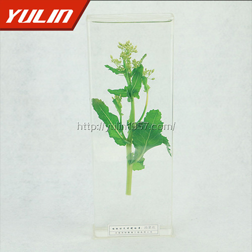 湖北油菜花标本