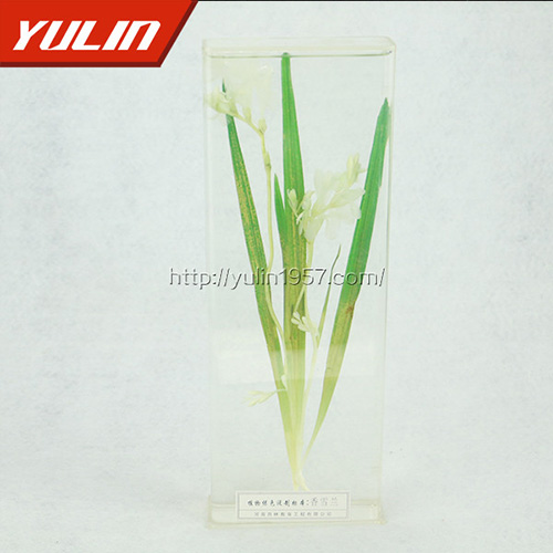 湖北香雪兰标本