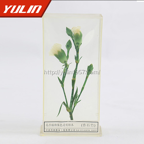 湖北香石竹标本