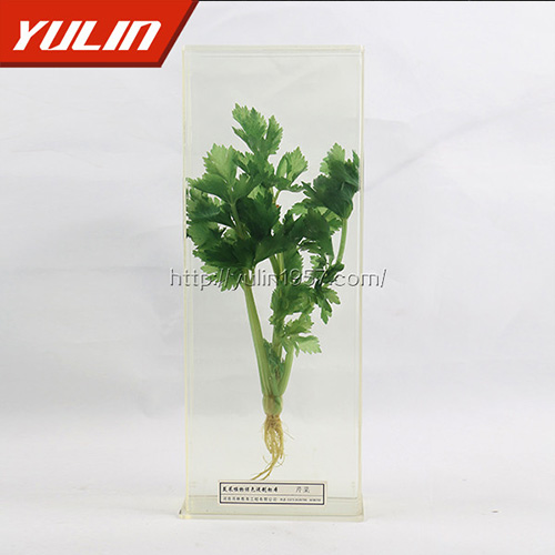 湖北水晶草标本