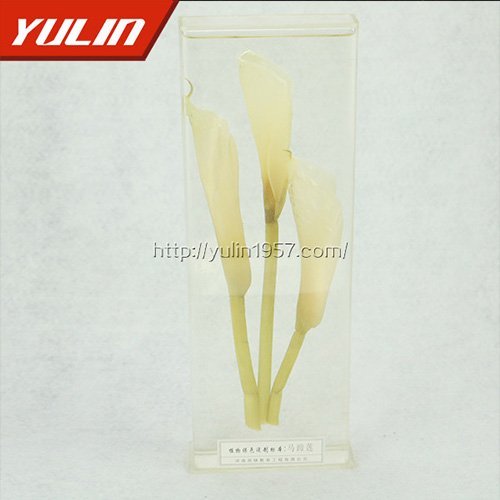 湖北马蹄莲标本