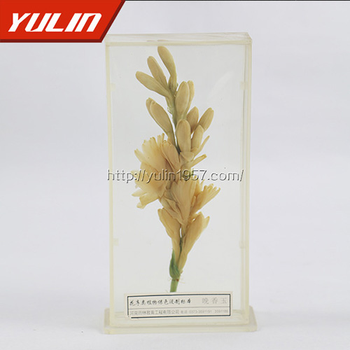 湖北晚香玉标本