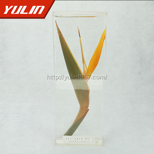 湖北鹤望兰标本