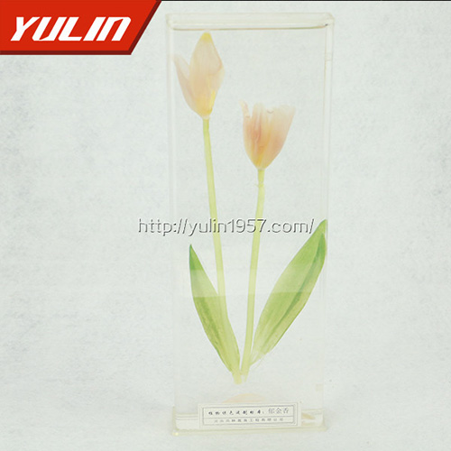 湖北郁金香标本