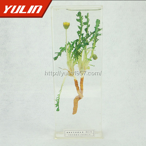 湖北蒲公英标本