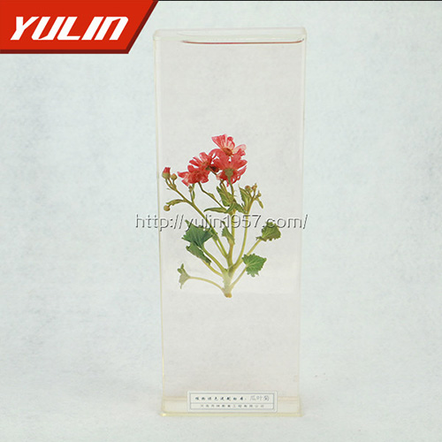 湖北瓜叶菊标本