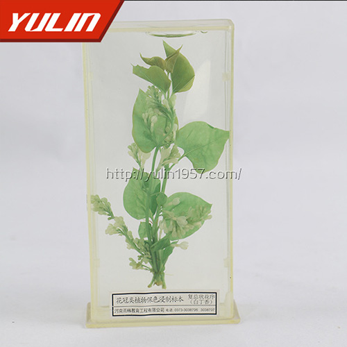 湖北白香花标本