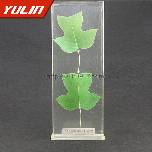 湖北非洲菊标本