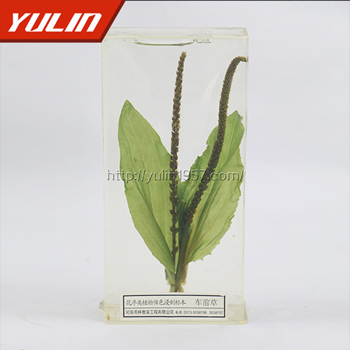 湖北车前草标本