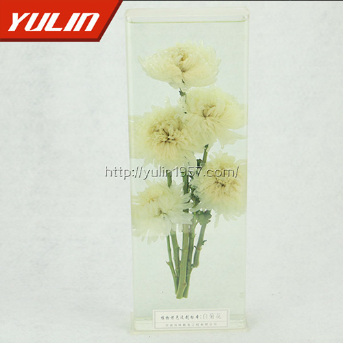 湖北白菊花标本