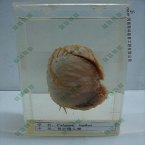 湖北卷折馒头蟹标本