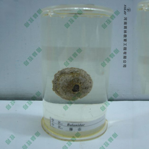 湖北藤壶浸制标本