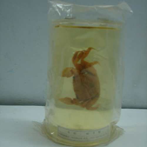 湖北寄居蟹包埋标本