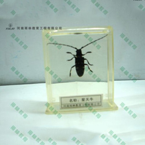 湖北星天牛包埋标本