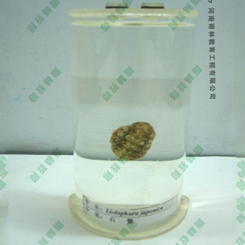 湖北石鳖浸制标本