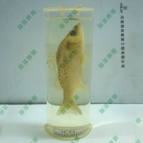 湖北教学用鱼解剖浸制标本