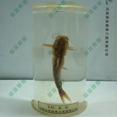 湖北海鲶浸制标本
