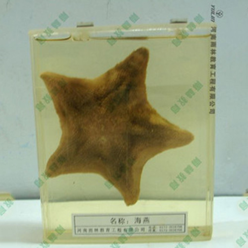 湖北海葵包埋标本