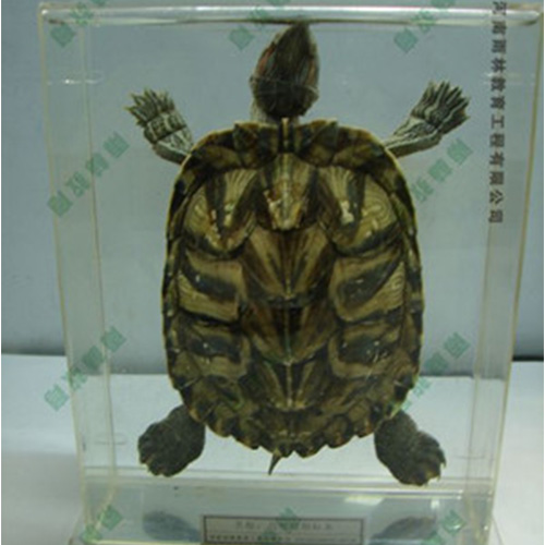 湖北乌龟包埋标本