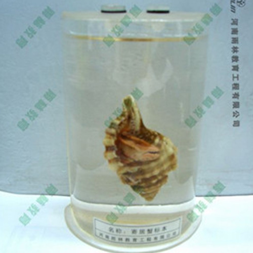 湖北寄居蟹浸制标本