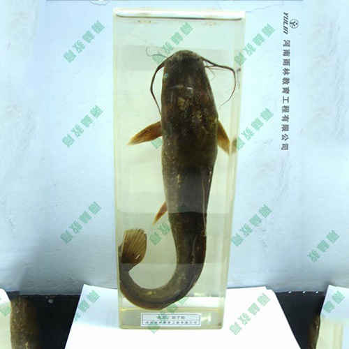 湖北动物浸制标本