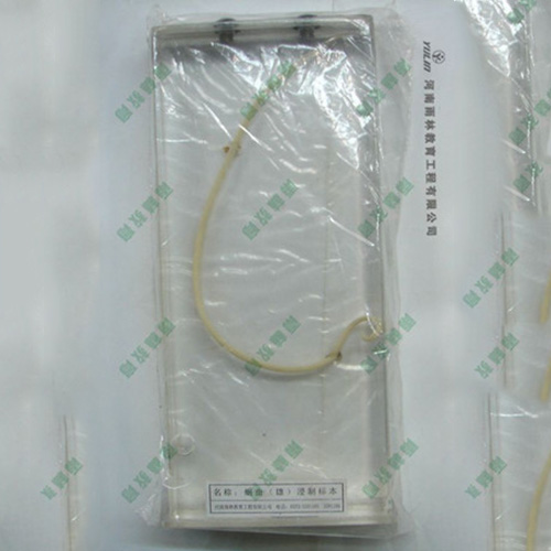 湖北蛔虫包埋标本