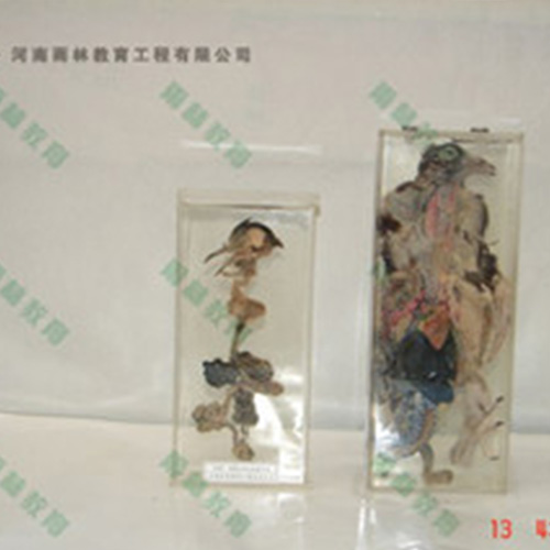 湖北鸽骨骼包埋标本