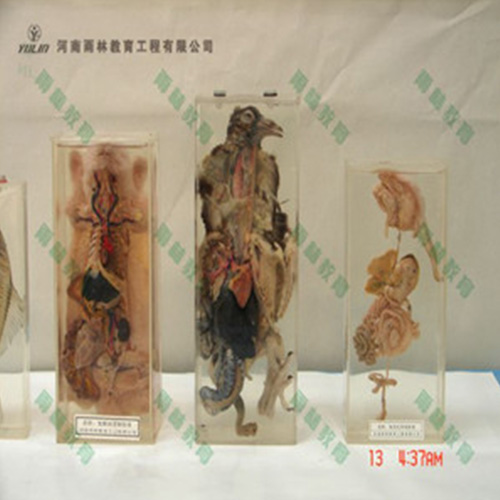 湖北鸽解剖包埋标本