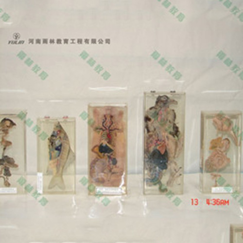 湖北兔解剖包埋标本