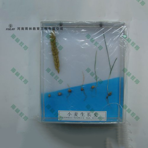 湖北小麦浸制标本