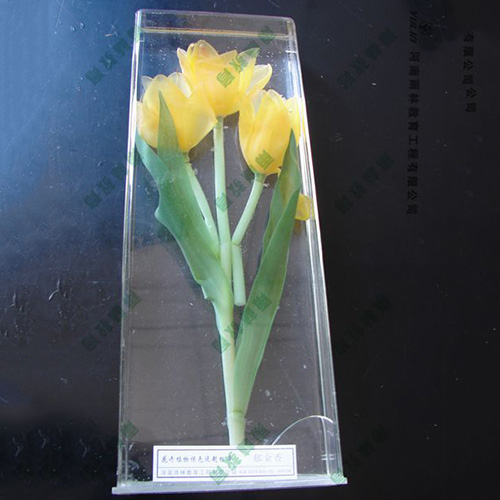 湖北郁金香浸制标本