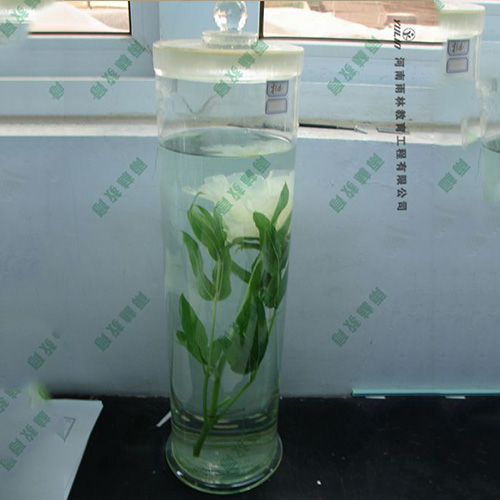 湖北夹竹桃浸制标本