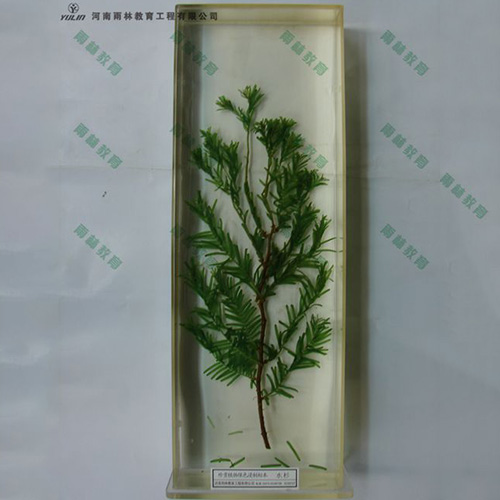 湖北水杉浸制标本