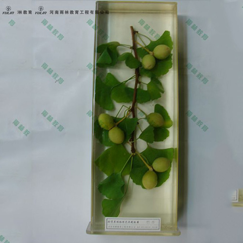 湖北银杏浸制标本