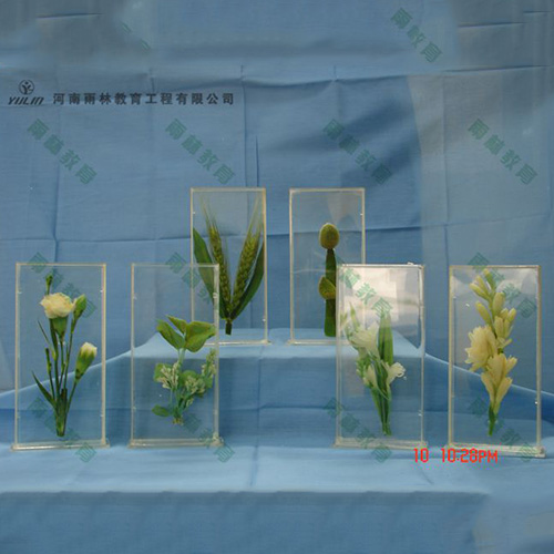 湖北植物浸制标本012