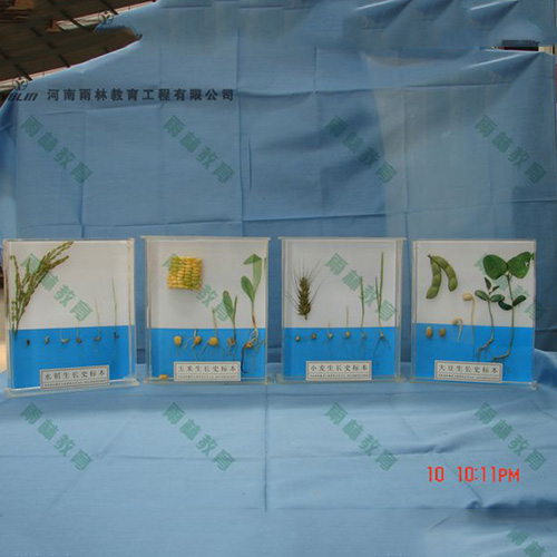 湖北植物生长标本