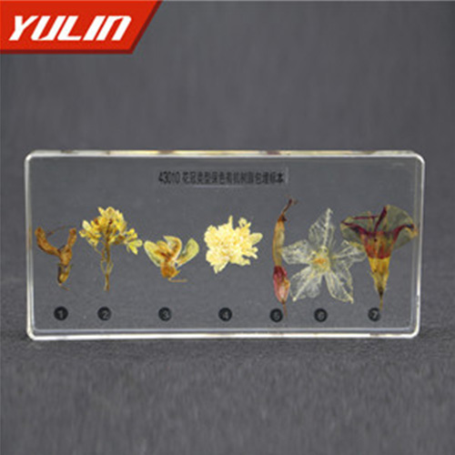 湖北花冠类型包埋标本