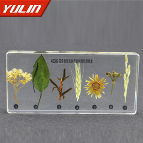 湖北花序类型包埋标本