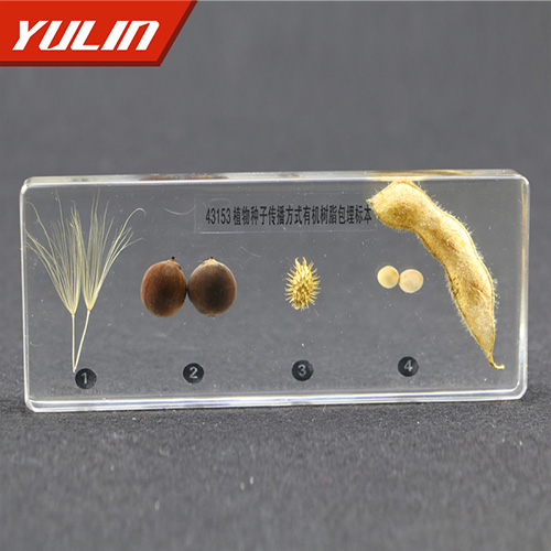 湖北植物种子传播方式包埋标本