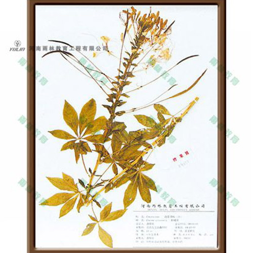 湖北醉蝶花标本