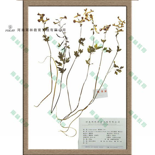 湖北紫堇科腊叶标本