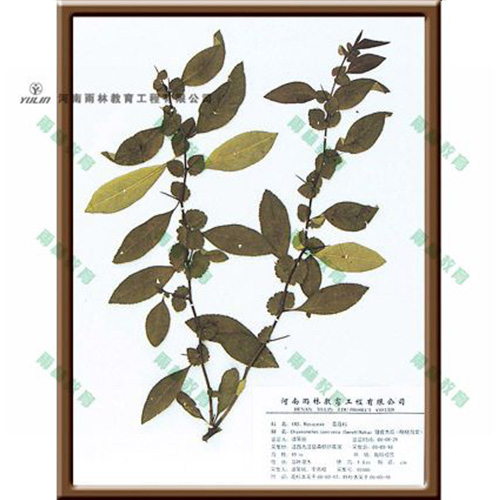 湖北皱皮木瓜腊叶标本