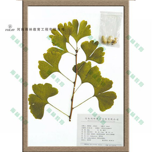 湖北银杏科腊叶标本